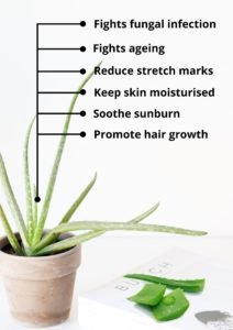 Aloe Vera For Nail Fungus